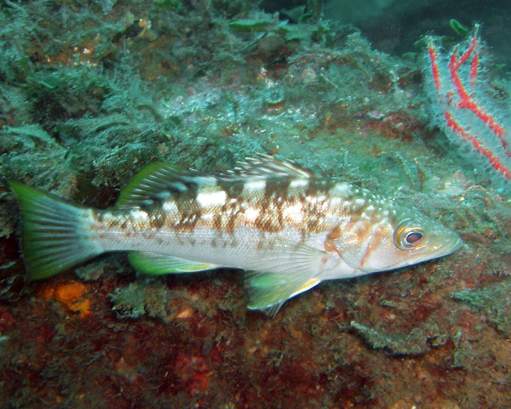 Paralabrax clathratus